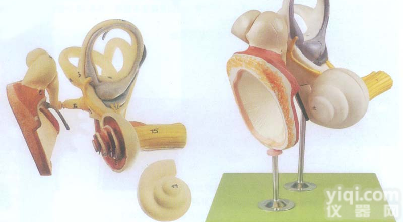 GD/A17204  GD/A17204 <em>内耳</em>、听小骨及鼓膜<em>放大</em><em>模型</em>