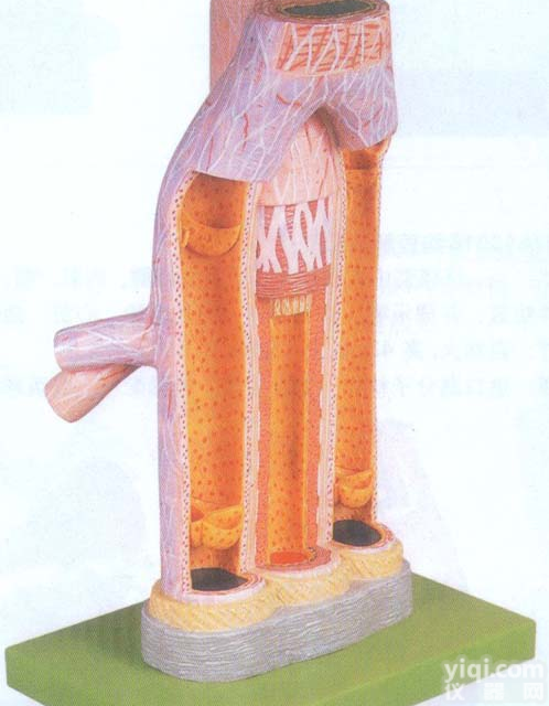 GD/A16002  GD/A16002 <em>动脉</em>与静脉<em>解剖</em>放大模型