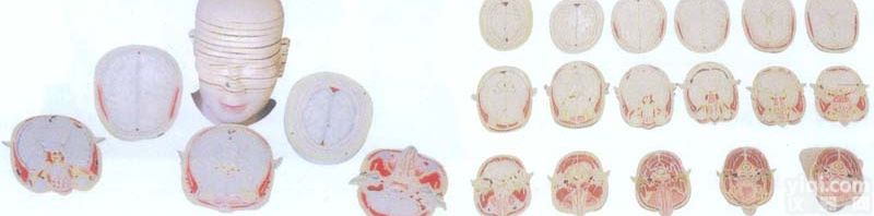 GD/A30001  GD/A30001 高级<em>解剖</em><em>教学模型</em>|人体头颈部断层<em>解剖</em>横切面模型