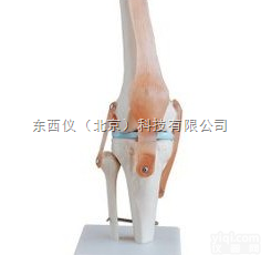 wi32847  <em>膝关节</em><em>模型</em>/大附韧带<em>膝关节</em><em>模型</em>（优势）