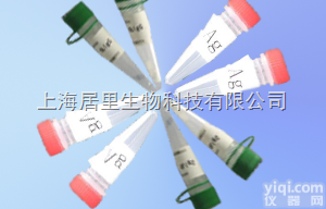 果桃α-L-阿拉伯呋喃<em>糖苷</em>酶抗体<em>报价</em>