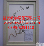 <em>植物腊叶标本</em>