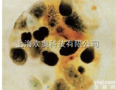 6417  <em>3M霉菌和酵母菌测试片</em>