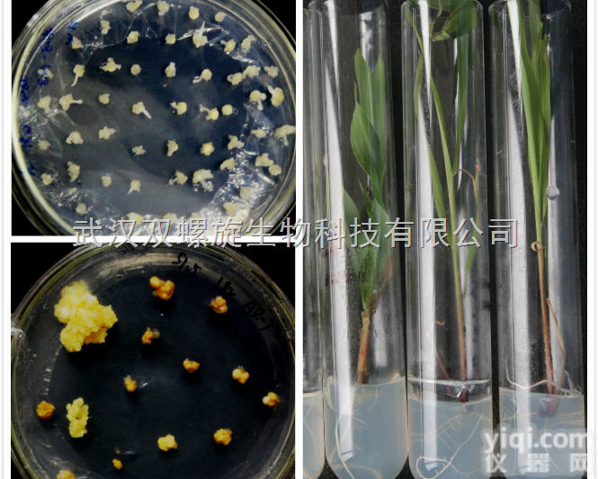 植物转<em>基因</em><em>一体化</em>技术服务