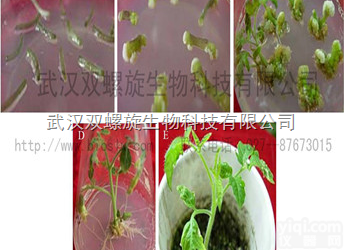 <em>基因</em>枪法实现<em>番茄</em>转<em>基因</em>