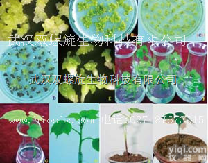 棉花<em>遗传</em>转化<em>技术服务</em>