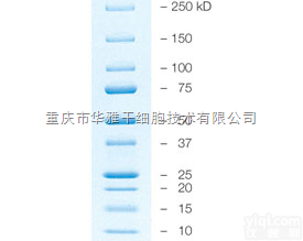 161-0373  BIo-Rad <em>Precision</em> Plus <em>Protein</em> Stan...