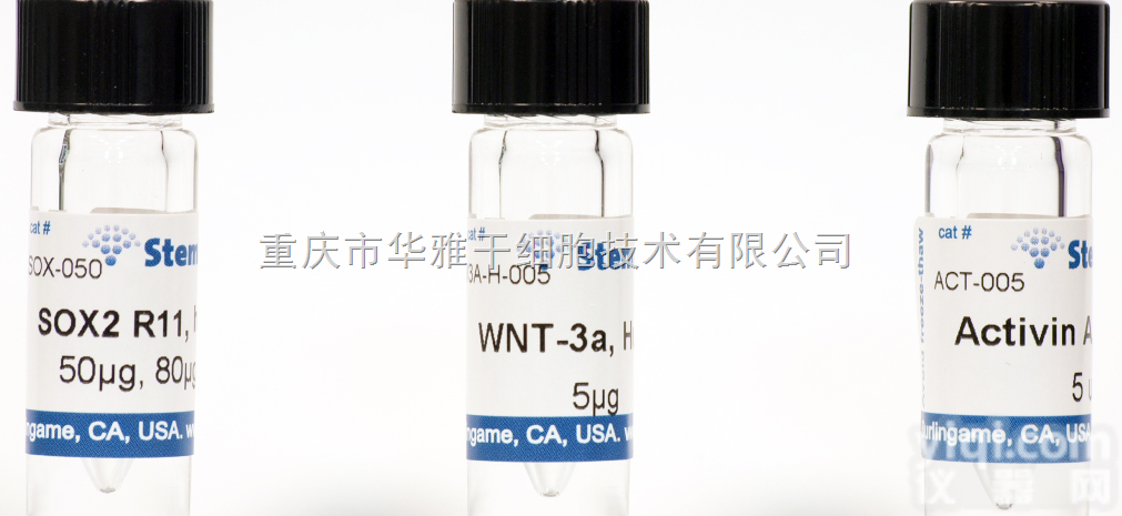 W3A-M-005  StemRD <em>WNT</em>-3a, <em>mouse</em>, 小鼠<em>WNT</em>-3a蛋白
