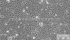OriCell™ Caco-2人<em>结肠</em>癌<em>上皮</em>细胞