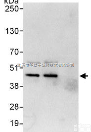 ab124261  Anti-Cdk9 antibody 抗细胞周期<em>依赖性</em>激酶<em>抗体</em>