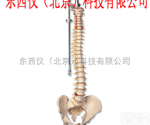 wi80809  wi80809<em>经典活动</em><em>脊柱</em>模型