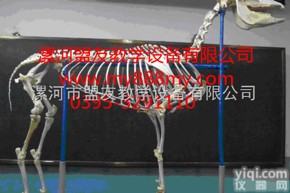 漯河盟友  动物<em>骨骼</em><em>标本</em>-图为马整体<em>骨骼</em><em>标本</em>