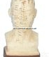 TK/C00012  <em>头部</em>四功能<em>针灸</em><em>腧穴</em>模型 自然大