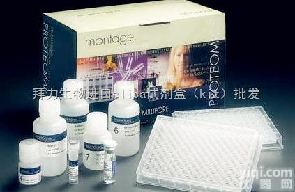 SX-C0077  BGC-823（人<em>胃腺</em><em>癌细胞</em>（低<em>分化</em>））