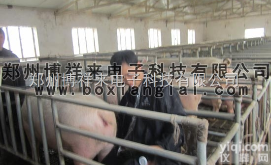 <em>兽用</em>B超BXL-M2  <em>兽用</em>B超|猪用<em>兽用</em>B超|牛用<em>兽用</em>B超|羊用<em>兽用</em>B超测孕仪<em>价格</em>