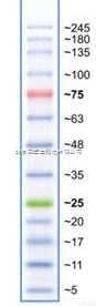 彩虹245 plus<em>广谱</em>蛋白marker|<em>北京</em>索莱宝|PR1930