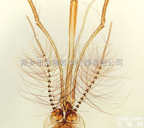 25.4*76.2mm  <em>新乡</em><em>求精</em>教仪，<em>玻片</em>标本生产厂家，<em>玻片</em>标本批发