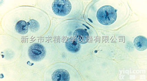 25.4*76.2mm  <em>常用</em>玻片<em>标本</em>，分<em>切片</em>、装片、涂片