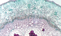 25.4*76.2mm  生产显微<em>玻片</em>标本，<em>植物</em>学<em>玻片</em>，新乡<em>求精</em><em>玻片</em>