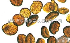 25.4*76.2mm  新乡<em>求精</em><em>玻片</em>标本，<em>植物</em>病理<em>玻片</em>标本，<em>植物</em>切片