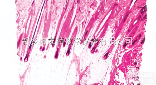 25.4*76.2mm  新乡<em>求精</em><em>玻片</em>，组织胚胎<em>玻片</em>，人体组胚<em>玻片</em>