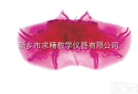 25.4*76.2mm  新乡求精<em>玻片</em>，人体病理<em>玻片</em>，<em>寄生虫</em><em>玻片</em>