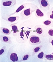 25.4*76.2mm  显微<em>玻片</em><em>切片</em><em>标本</em>，优质教学用<em>玻片</em>