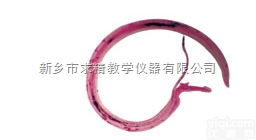 25.4*76.2mm  <em>新乡</em><em>求精</em>生产<em>玻片</em>厂家，提供<em>玻片</em>产品批发