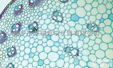 25.4*76.2mm  生物<em>切片</em>/生物<em>玻片</em><em>标本</em>/生物教学仪器