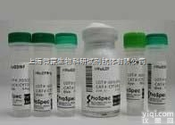 Anti-ESA/EPCAM <em>抗体</em>|<em>上皮</em>特异性<em>抗原</em><em>抗体</em>