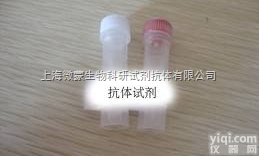 Anti-CCK8<em>抗体</em>|<em>胆囊</em>收缩素<em>抗体</em>/缩<em>胆囊</em>素<em>抗体</em>（八肽）