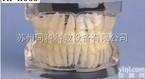 TKA005  标准<em>透明</em>牙<em>模型</em>