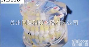 TKB015  乳恒牙交替<em>病态</em><em>模型</em>