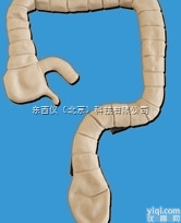 wi1488  wi1488<em>乙状结肠镜</em>检查<em>模型</em>