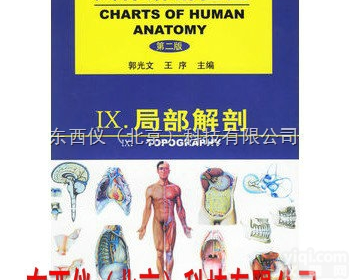 wi1476  wi1476 人体<em>解剖</em><em>挂图</em>-<em>局部</em><em>解剖</em>