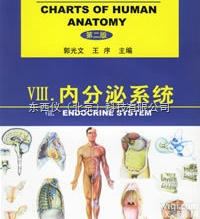 wi1477  wi1477人体解剖挂图-<em>内分泌系统</em>