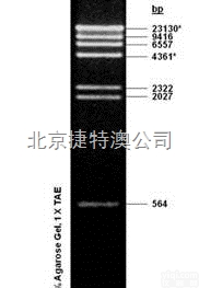 NB <em>Lambda</em> DNA/HindII  NB <em>Lambda</em> DNA/<em>HindIII</em> <em>Marker</em>