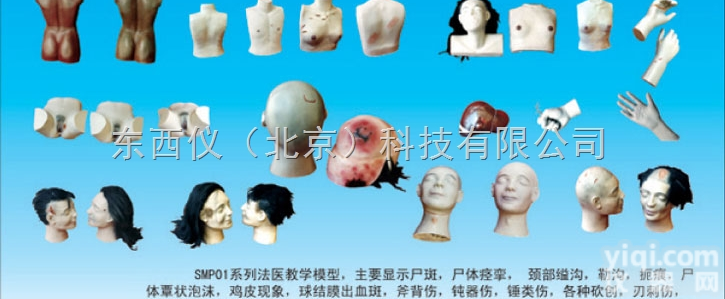 wi1344  wi1344 <em>法医学</em><em>教学模型</em>