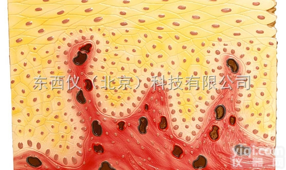 wi1323  wi1323复层<em>扁平</em><em>上皮组织</em>