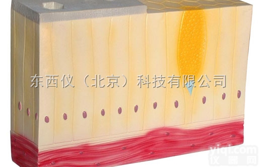 wi1322  单层<em>柱状</em><em>上皮组织</em>