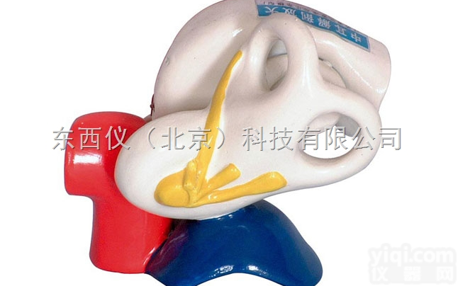 wi1238  wi1238 <em>中耳</em><em>解剖</em>放大