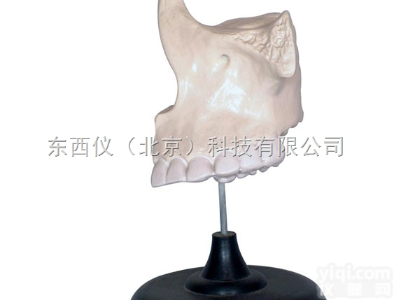 wi1144  wi1144<em>上颌</em>骨放大<em>模型</em>