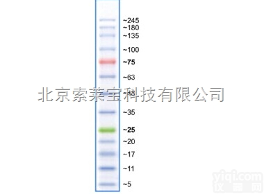 <em>彩虹</em>245 plus<em>广谱</em>蛋白marker/<em>彩虹</em>marker