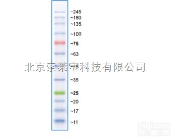 <em>彩虹</em>245<em>广谱</em>蛋白<em>marker</em>说明书/<em>彩虹</em><em>marker</em>