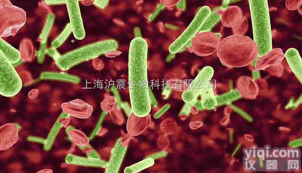 转血小板基因仓鼠卵巢细胞