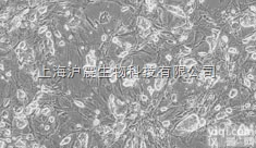 <em>转染</em>了microRNA-mock基因的阴性<em>对照</em>细胞 Hela-mock...
