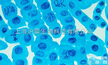 <em>小鼠</em>原B<em>细胞株</em> <em>BaF3</em>细胞