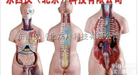 wi894  wi894 男、女<em>两性</em>人体<em>半身</em><em>躯干</em>模型（85cm/40件）
