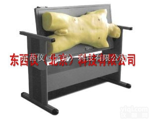 wi847  wi847腹部<em>移动性</em><em>浊音</em><em>叩诊</em>与腹腔穿刺训练模型