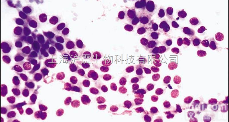 小鼠瘤B淋巴<em>细胞</em> SP2/MIL-6<em>细胞</em>